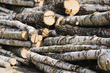 Stacked birch trees. Sawmill background. Wood industry texture. Tree logs. Pile of stacked wood.