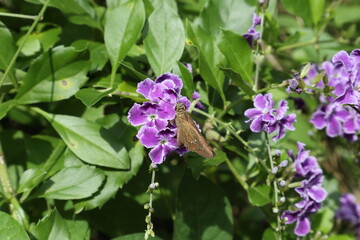 A small butterfly trying to collect nectar from a purple flower cluster