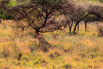 Two lionesses (Panthera leo) resting under a tree in Serengeti National Park, Tanzania