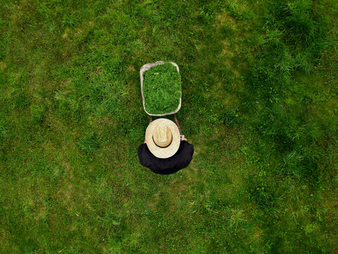 
the gardener in the straw hat dumped the mower's basket into the wheelbarrow. nice green garden maintenance gardening. a man drives a cart looking straight down at the surface of the orchard, boy