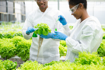 Researcher working and researching in hydro and hydroponic farm,  laboratory greenhouse...