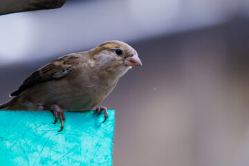 Female house sparrow or Passer domesticus sitting on a fence of garden. It is a small bird commonly found in urban and rural areas of India and worldwide. 