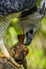 harpy eagle 