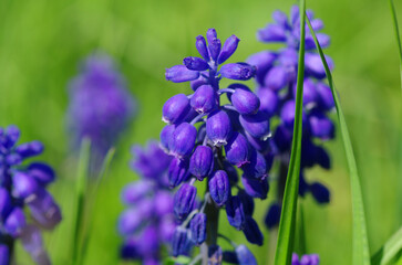 Many blooming lupines in the garden