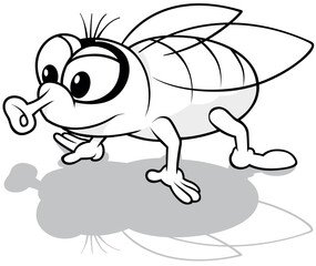 Drawing of Housefly on All Four Limbs