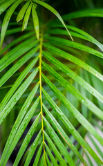 Close up shot of leaves of an ornamental palm tree. Palm trees are widely used for home or office decoration both outdoor and indoor.