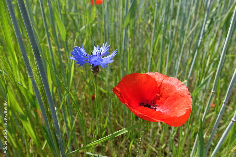 Poster kornblumen und klatschmohn