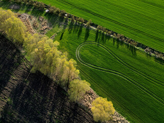 early sprouting trees and blooming cherries controls agricultural activity and grain quality. ruts from a tractor and counting the condition of game in the forest using a drone flying above the ground