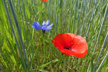 Kornblumen und Klatschmohn