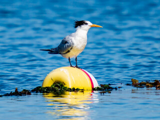 royal tern on yellow buoy 