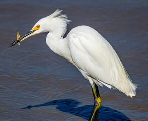 great heron ardea cinerea