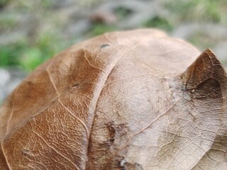 The macro image of golden fallen dry leaves. Selective focus photograph