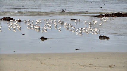 Mouvement d'oiseaux sur la plage, france, Bretagne, Finistère