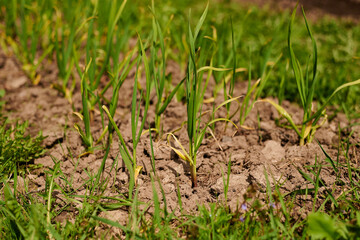 Rustic Country Garden and Flower Garden