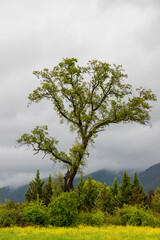 Fototapeta premium dirt road spring cloudy sky