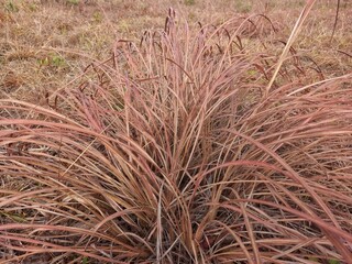 Dry grass in a field