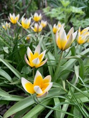 Obraz na płótnie Canvas yellow and white tulips