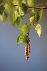 birch leaves in spring