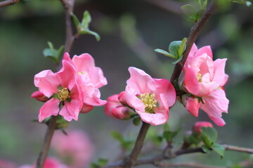 Fototapeta na wymiar pink blossom of quince
