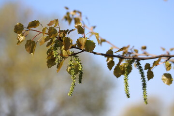 alder