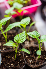 Home gardening. Growing organic products yourself.