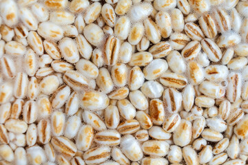 Koji barley, whole grain barley inoculated with spores of Aspergillus Oryzae for making Japanese traditional fermented foo DS