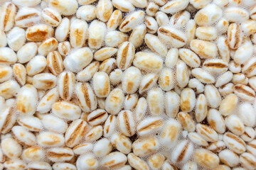 Koji barley, whole grain barley inoculated with spores of Aspergillus Oryzae for making Japanese...