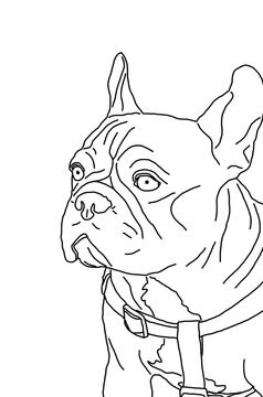 sketch portrait french bulldog minimalism