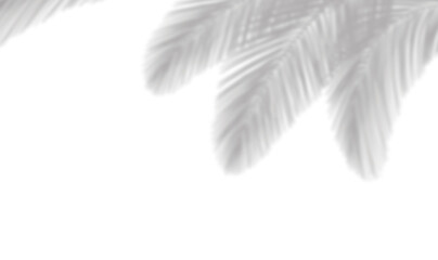 coconut palm leaves shadow overlay