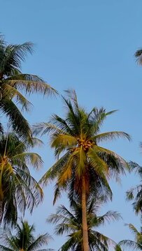 Palm trees with a blue sky and clouds in Koh Lanta Thailand. Green palm trees in the sky.