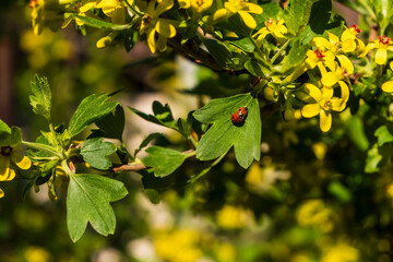 Macro photo of Ladybugs having love or mating in the green leave. Macro bugs and insects world. Nature in spring concept.