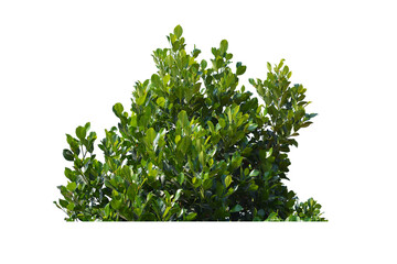 Green bush isolated transparency background. - 597396387