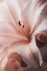 close up of a beautiful lily