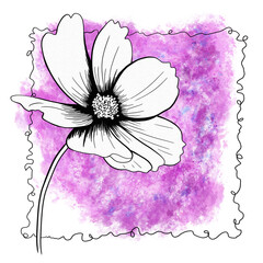 line ink drawing of cosmos flower with watercolor background