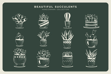 hand drawn beautiful succulent collection