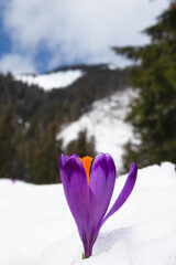 Crocus