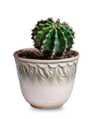 Green cactus in a pot on a white background. Flowerpot cactus in a vase.