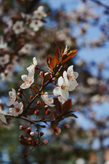 blooming. spring weather.