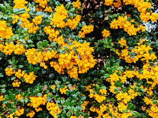 yellow flowers background