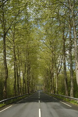 Carretera rodeada por árboles en la zona de bizkaia, Euskadi (País Vasco)