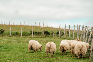 Ovejas en campo, País Vasco (Euskadi)