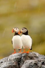 Atlantic puffin (Fratercula arctica)
