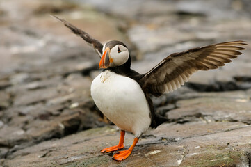 Atlantic puffin (Fratercula arctica)