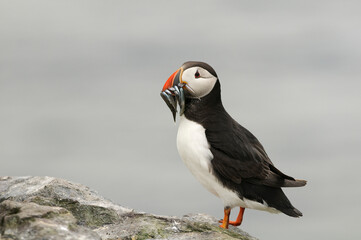 Atlantic puffin (Fratercula arctica)
