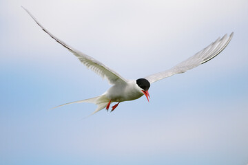 Arctic tern (Sterna paradisaea)