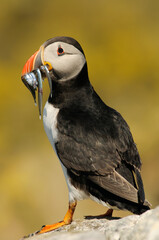Atlantic puffin (Fratercula arctica)