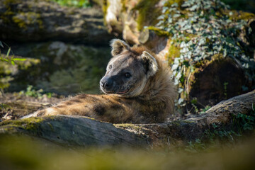 Fototapeta na wymiar view of a hyena in a park
