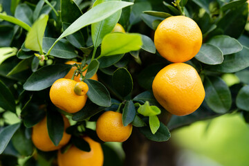 Die Calamondinorange citro fortunella microcorpa ist eine Kreuzung zwischen Mandarine und Kumquat
