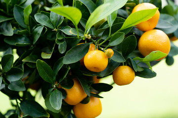Die Calamondinorange citro fortunella microcorpa ist eine Kreuzung zwischen Mandarine und Kumquat