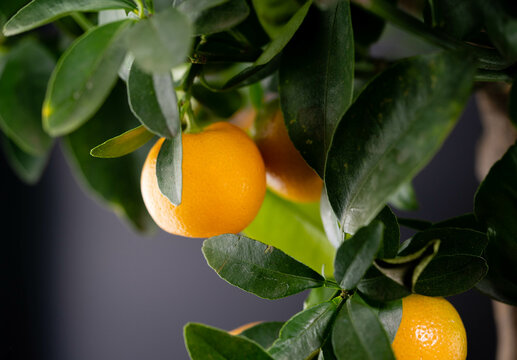 Die Calamondinorange citro fortunella microcorpa ist eine Kreuzung zwischen Mandarine und Kumquat